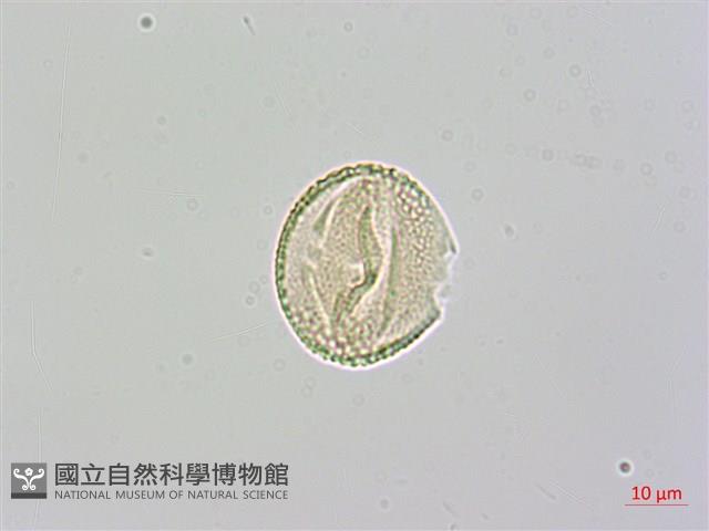 欖李藏品圖，第3張