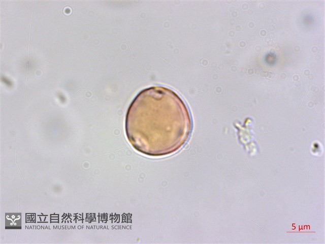 雀梅藤藏品圖，第2張