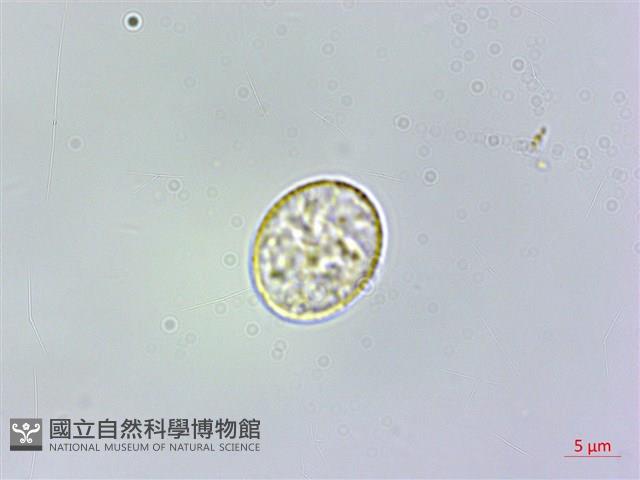 微頭花樓梯草藏品圖，第2張