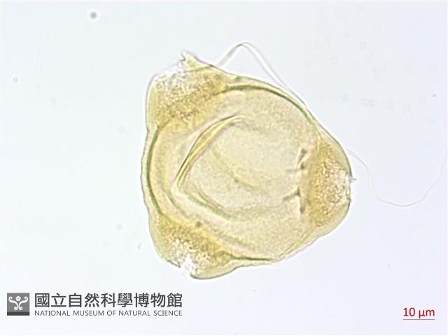 短葉柳葉菜藏品圖，第2張