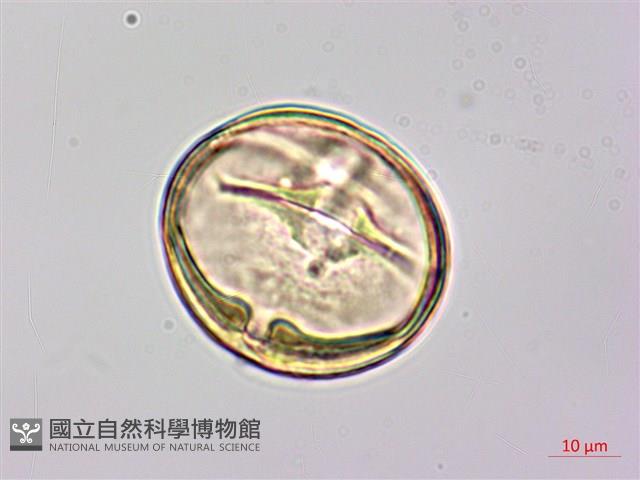 月橘藏品圖，第2張