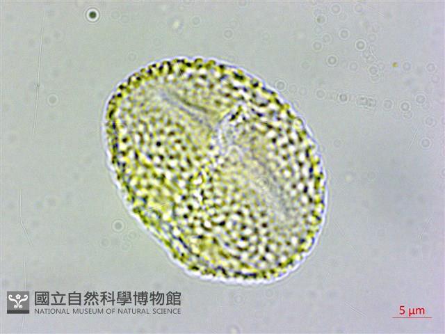 登錄號:S109624藏品圖，第2張
