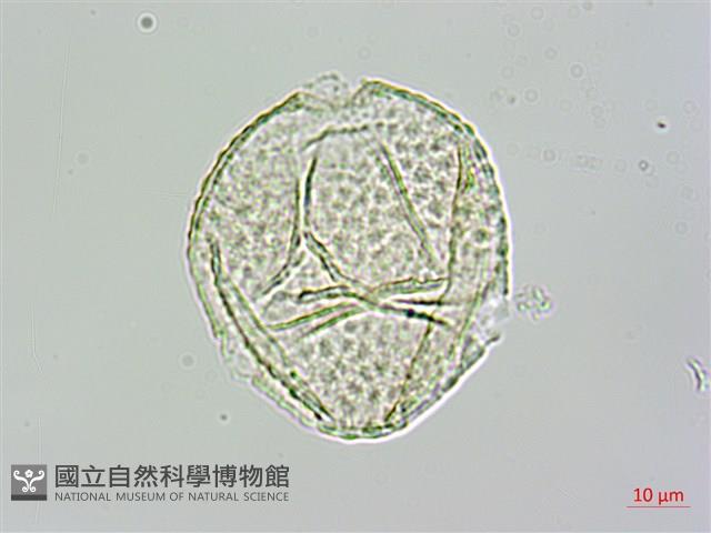 茅瓜藏品圖，第3張