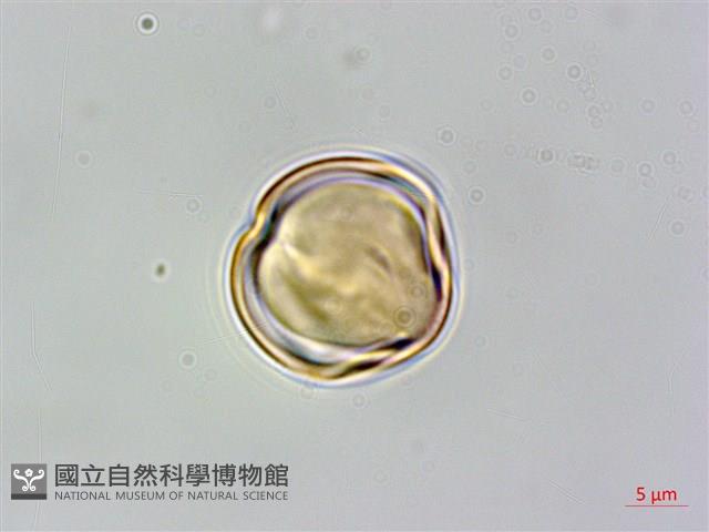 微毛柃藏品圖，第2張