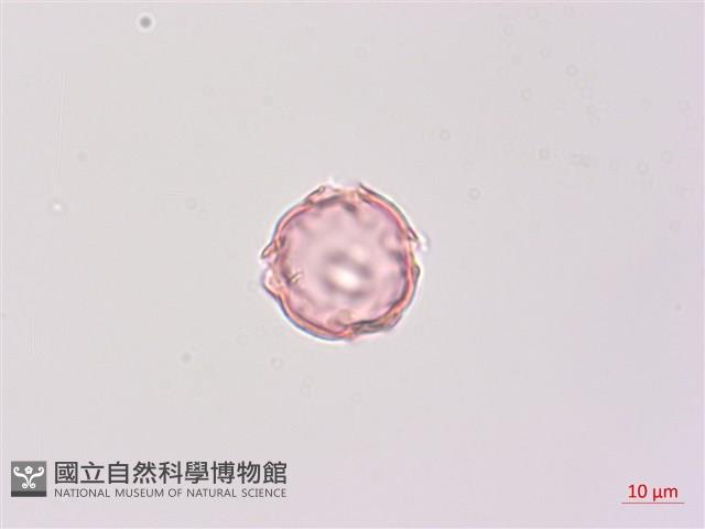 燈籠草藏品圖，第3張