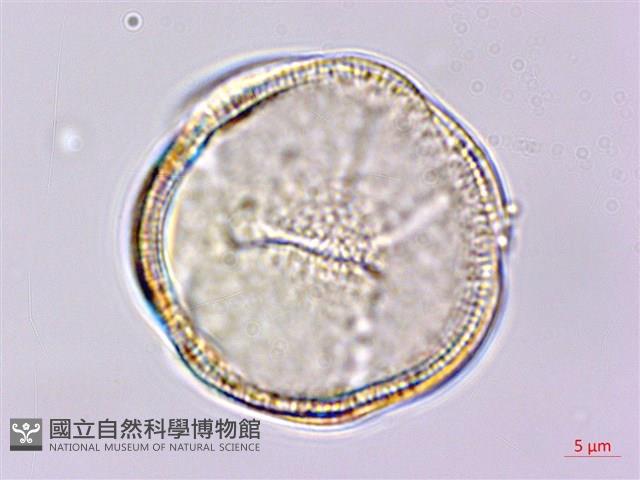 Accession Number:S119524 Collection Image, Figure 3, Total 5 Figures