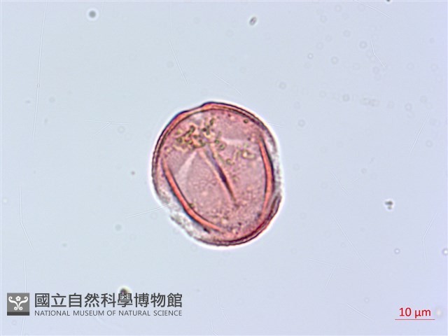 錦美山茶藏品圖，第2張