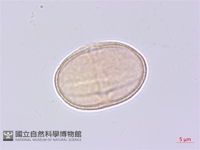 少花水芹藏品圖，第2張