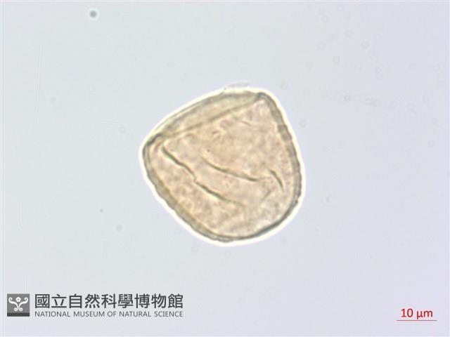 頷垂豆藏品圖，第2張