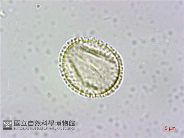 大葉木犀藏品圖，第2張