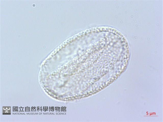 倒地蜈蚣藏品圖，第3張