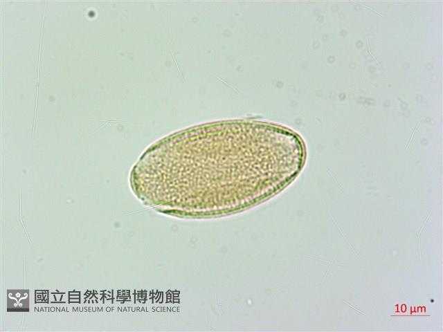 日本商陸、圓果商陸藏品圖，第3張