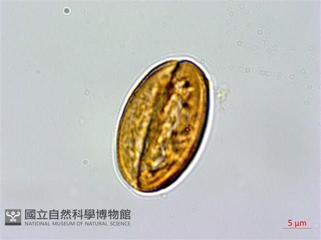 短柄金絲桃藏品圖，第2張