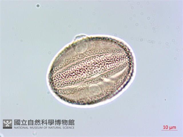 華九頭獅子草藏品圖，第3張