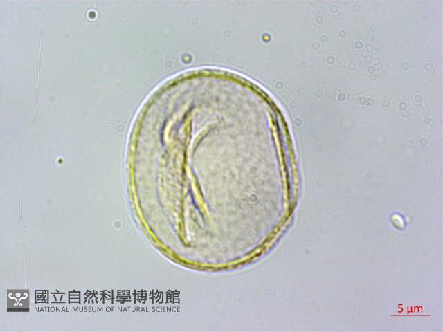 薄葉虎皮楠藏品圖，第3張
