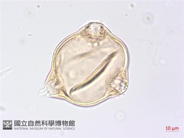 黑龍江柳葉菜藏品圖，第2張