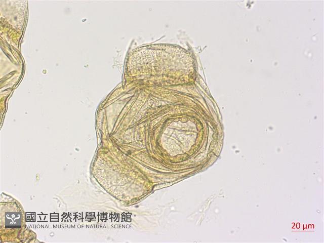 黃花月見草藏品圖，第2張