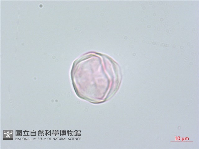 台灣牡丹藤、台灣草牡丹藏品圖，第2張