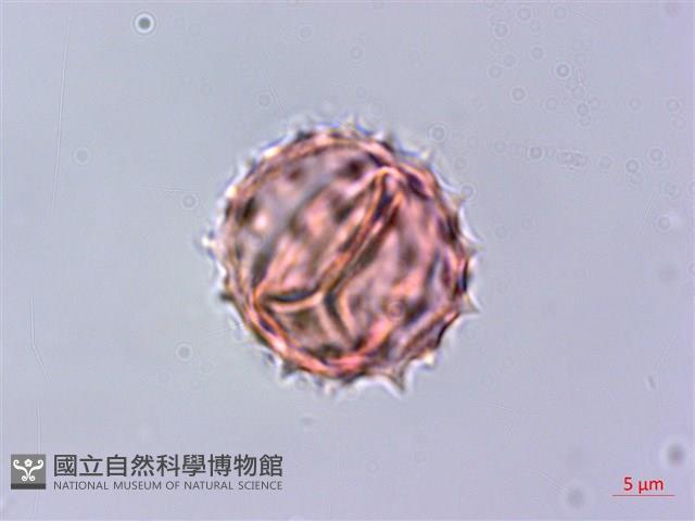 下田菊藏品圖，第3張