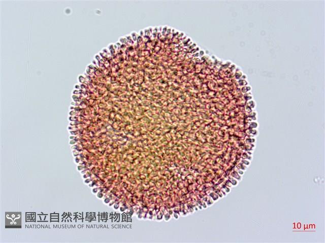 山牻牛兒苗藏品圖，第2張