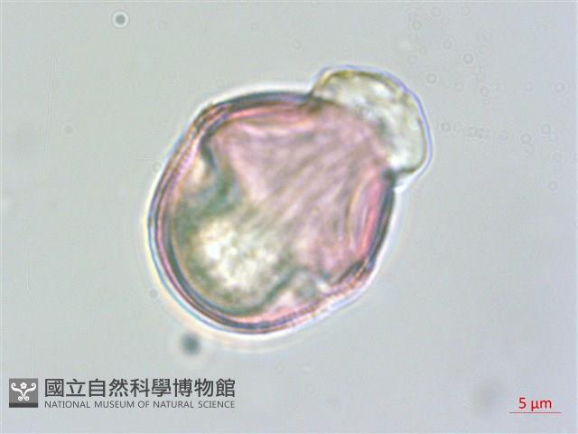 毛地黃藏品圖，第2張