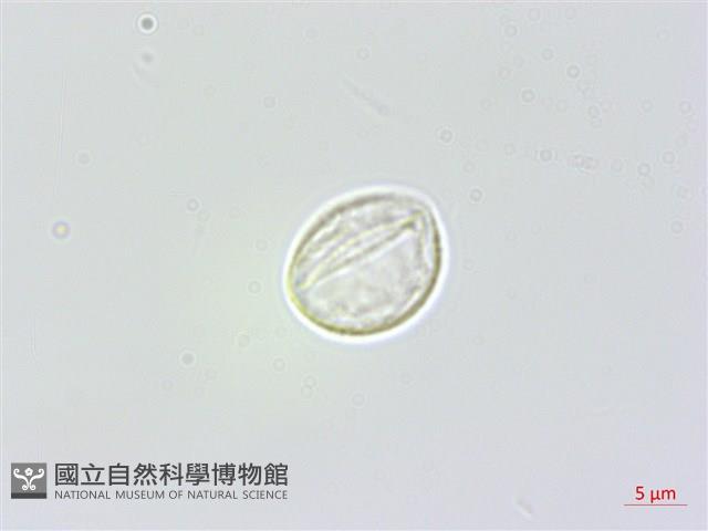 長白苧麻藏品圖，第2張