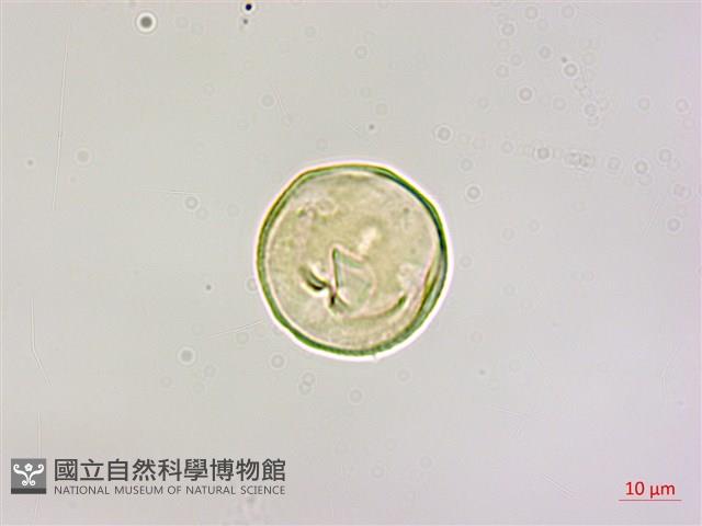 椆櫟柿寄生藏品圖，第2張