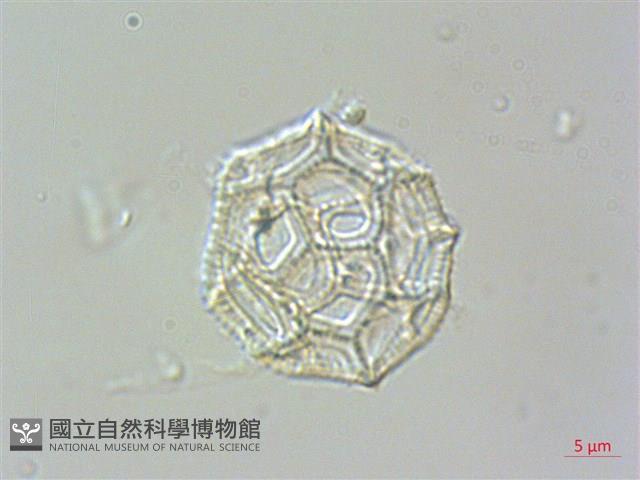 匙葉蓮子草藏品圖，第3張