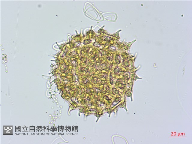 馬鞍藤藏品圖，第2張