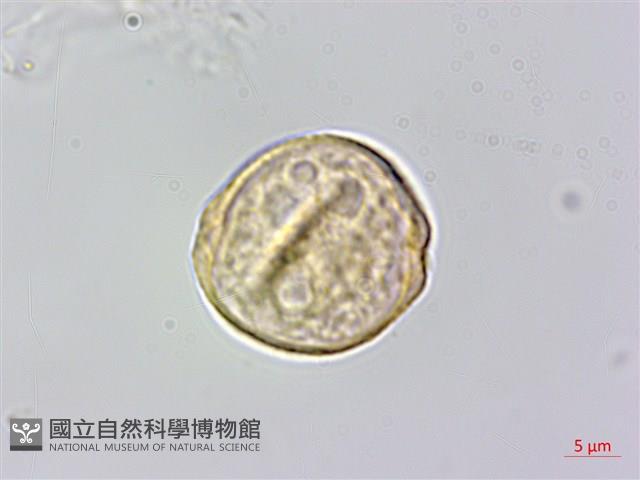 山油麻藏品圖，第2張