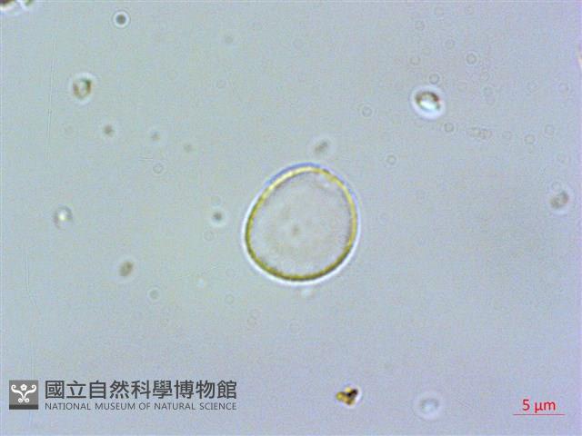 登錄號:S062164藏品圖，第2張