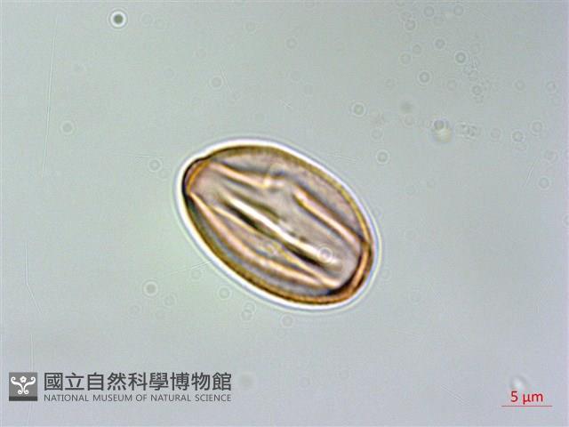 小連翹藏品圖，第2張