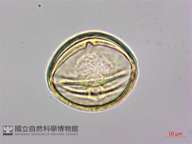 長果月橘藏品圖，第2張