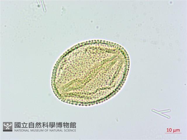 木荷藏品圖，第2張