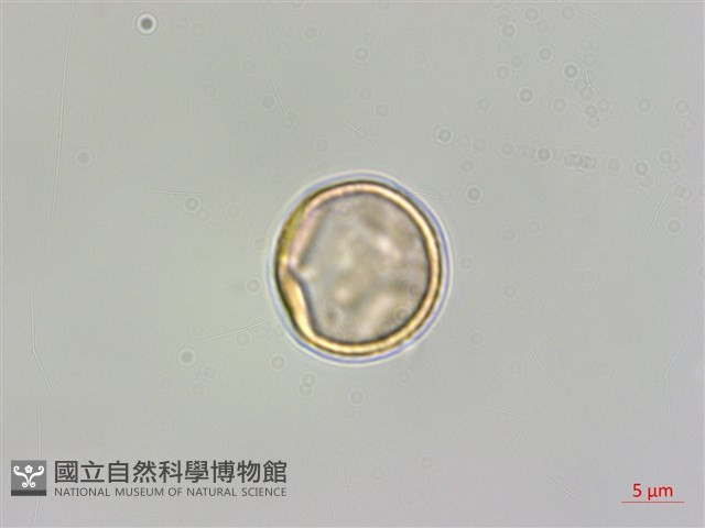 春不老藏品圖，第2張