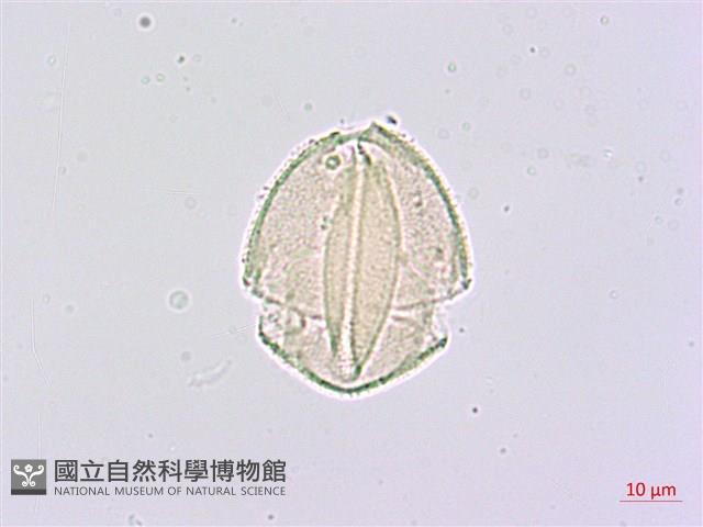 臺灣八角金盤藏品圖，第3張