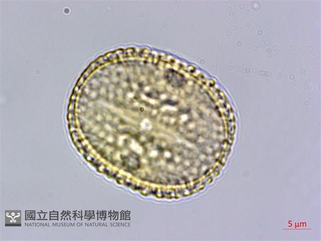 卵葉鱗球花藏品圖，第3張