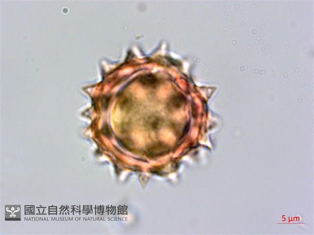 生毛將軍藏品圖，第3張