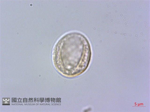 水絲麻藏品圖，第2張