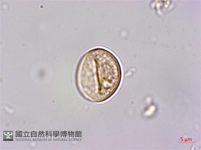 菲律賓扁葉芋、蘭嶼扁葉芋藏品圖，第2張