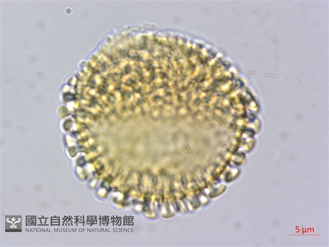 忍冬葉冬青藏品圖，第3張