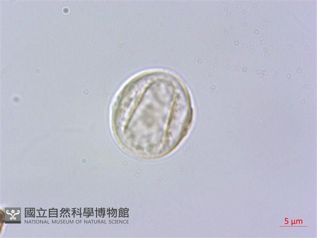 水絲麻藏品圖，第2張