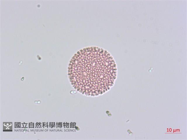 臺灣瑞香藏品圖，第2張