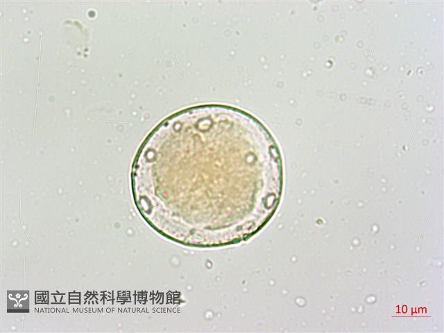 絡石藏品圖，第3張