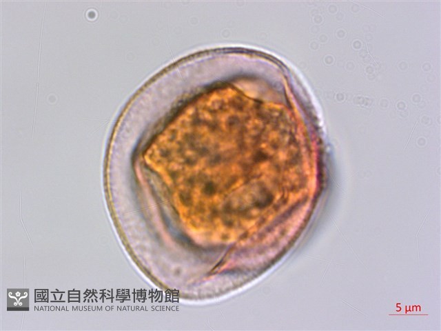 輪葉珍珠茅藏品圖，第2張