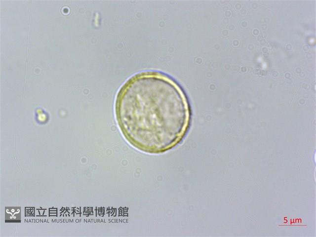 密脈赤楠藏品圖，第2張