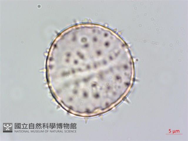 Formosan Sugarpalm, Dwarf Sugar Palm Collection Image, Figure 3, Total 4 Figures