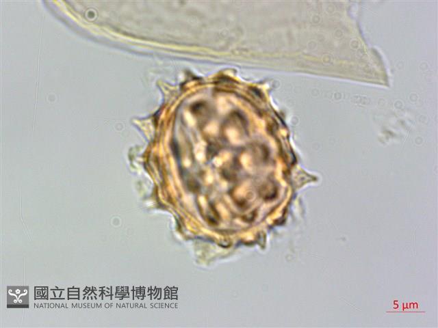 翼莖闊苞菊藏品圖，第3張