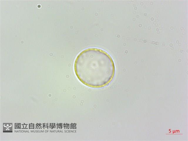 火燄桑葉麻藏品圖，第2張