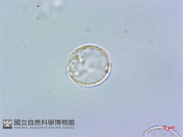 糙葉赤車使者藏品圖，第2張